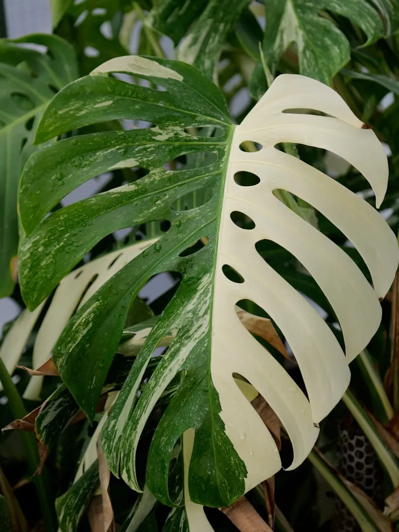 A variegated monstera albo leaf