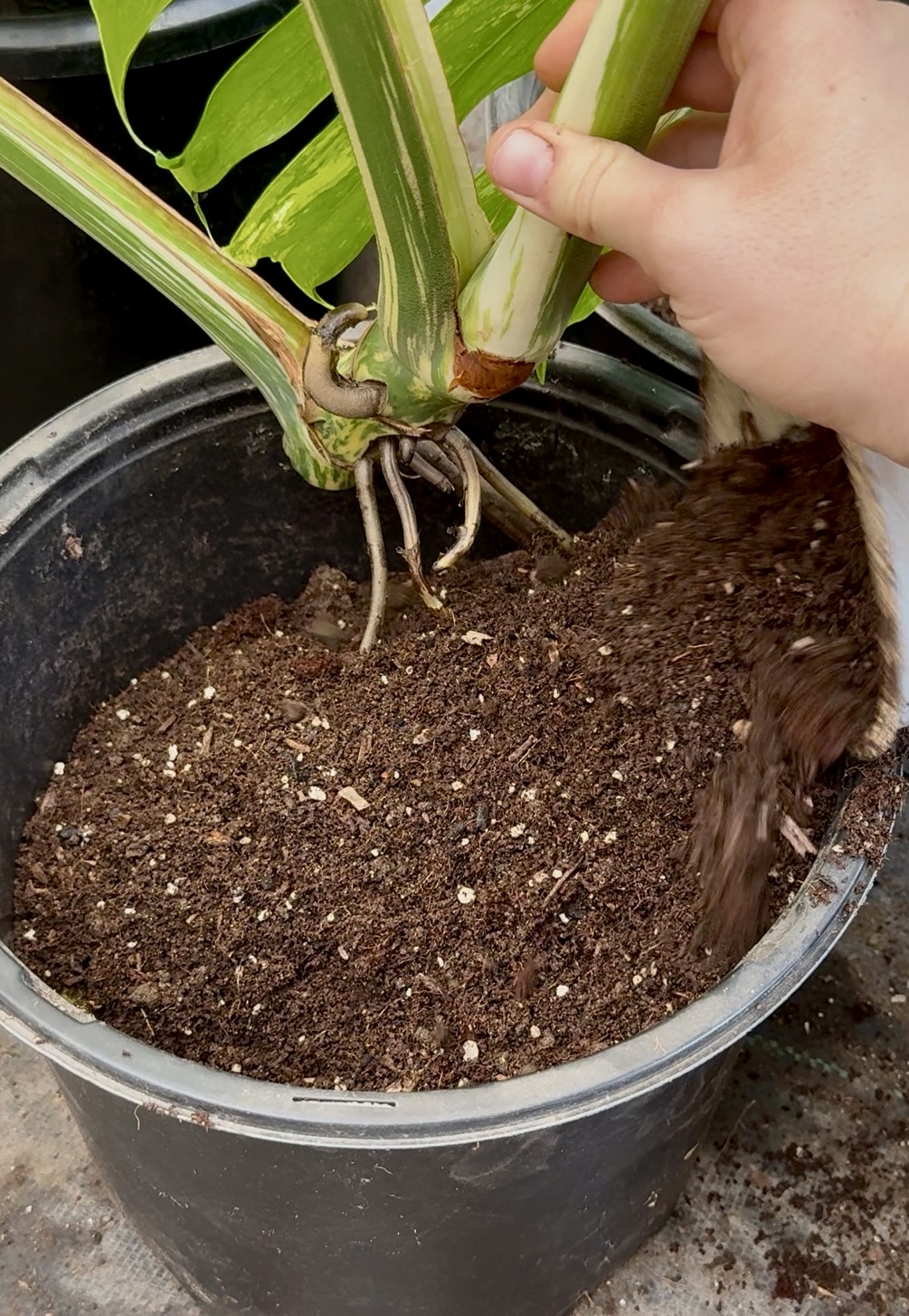 Soil