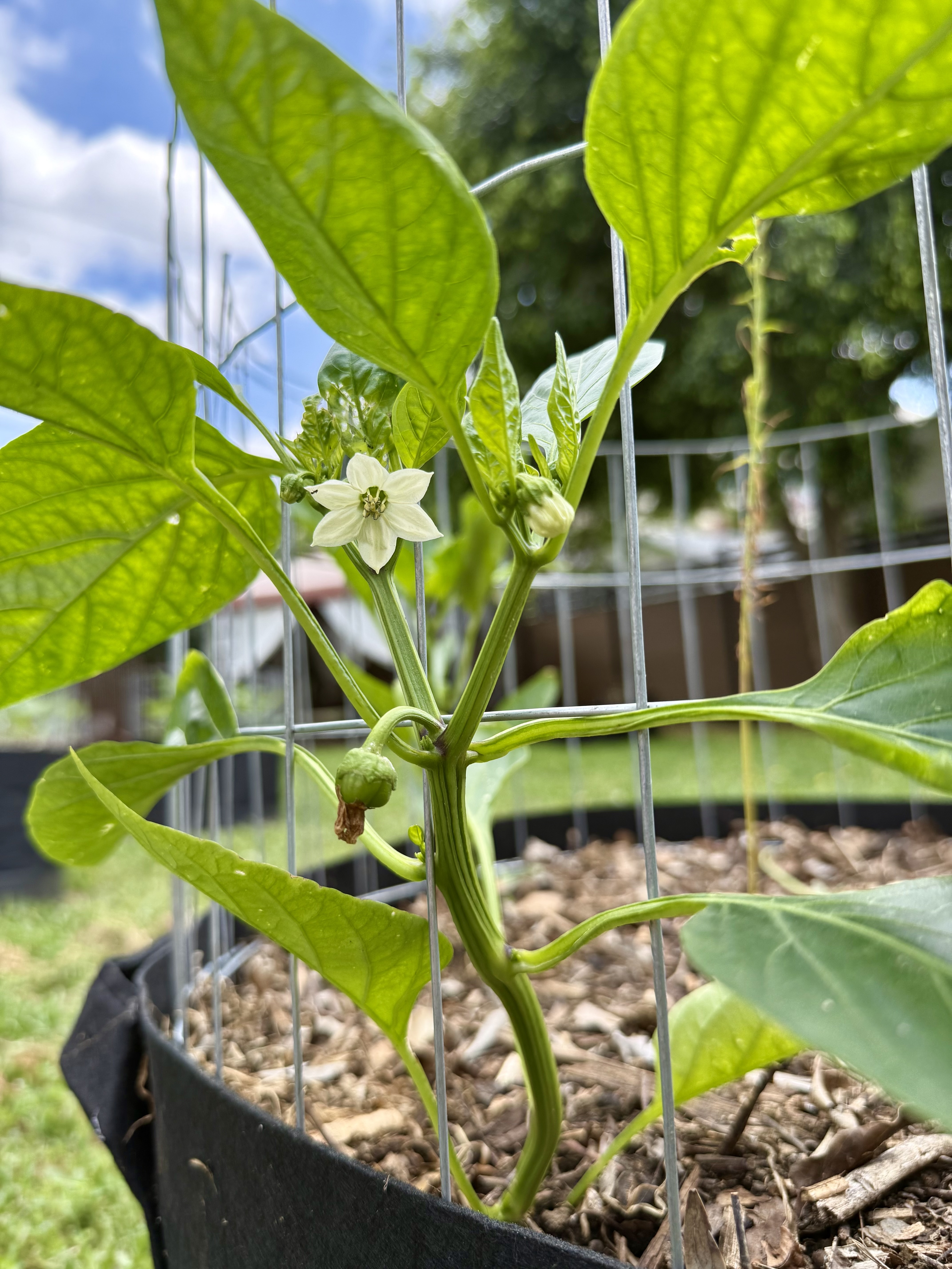 Garden Bed Cages